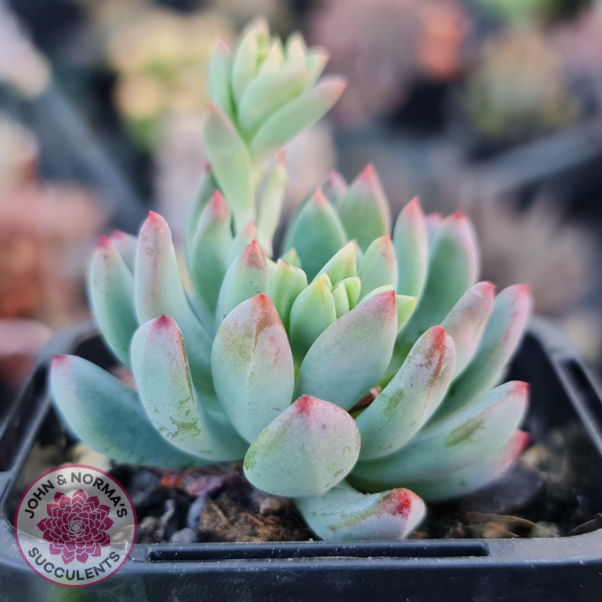 Sedeveria 'Blue Elf'