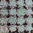 Echeveria 'Aquarius'