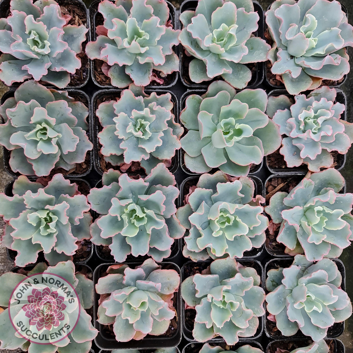 Echeveria 'Aquarius'
