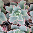 Echeveria 'Aquarius'