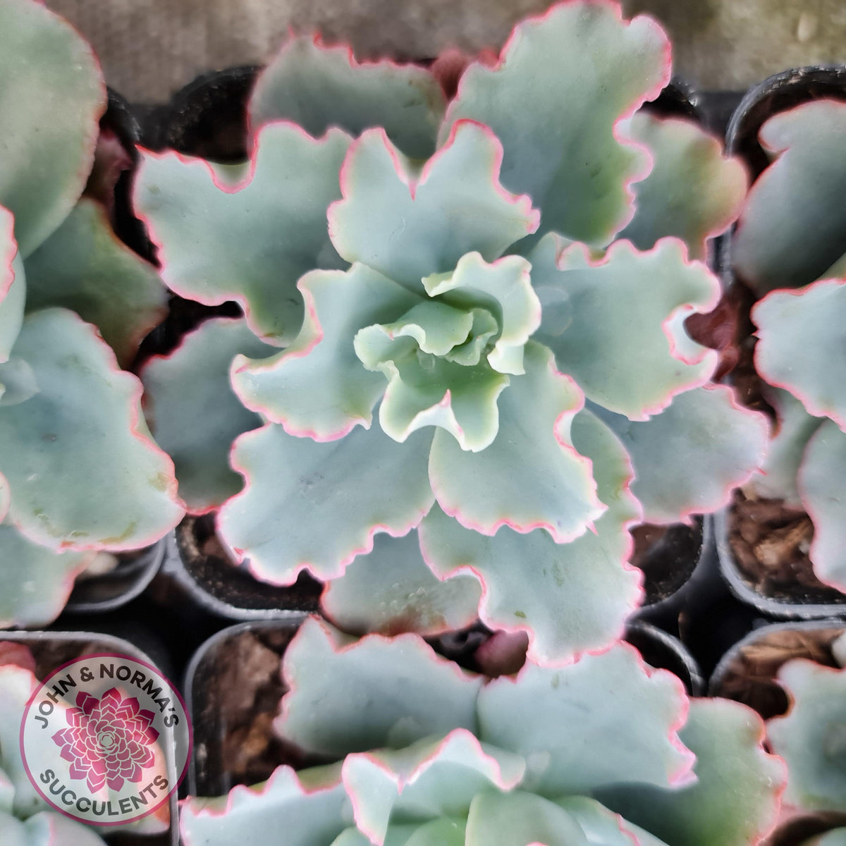 Echeveria 'Aquarius'
