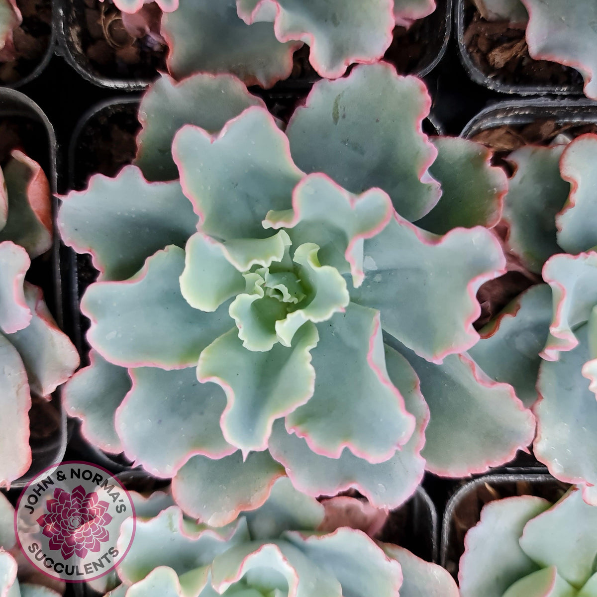 Echeveria 'Aquarius'