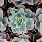 Echeveria 'Aquarius'