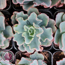 Load image into Gallery viewer, Echeveria Aquarius - John &amp; Norma&#39;s Succulents
