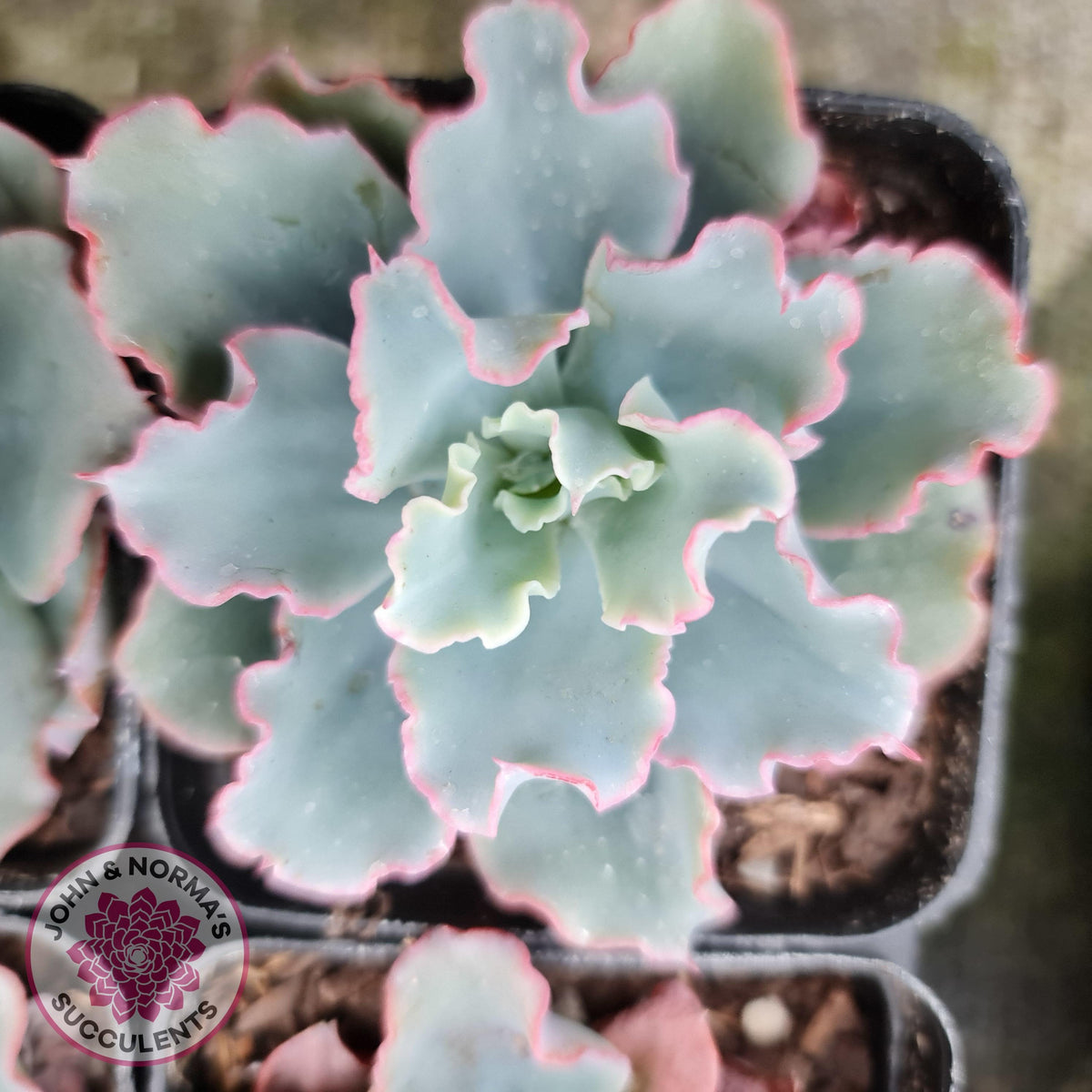 Echeveria 'Aquarius'