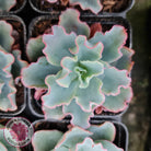 Echeveria 'Aquarius'