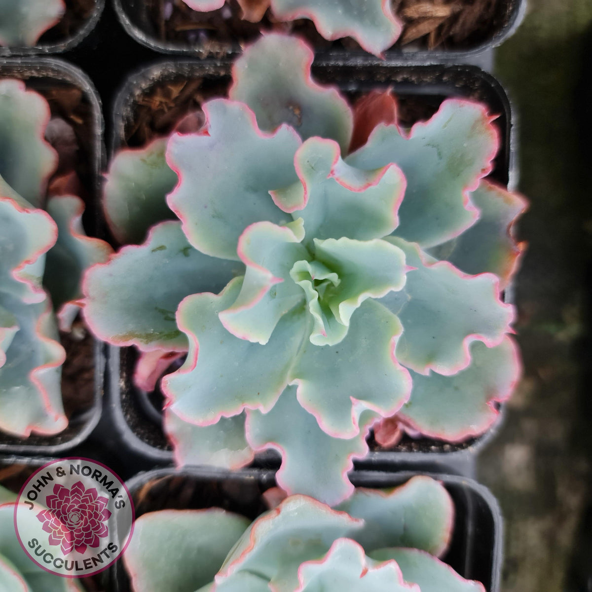 Echeveria 'Aquarius'