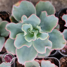 Echeveria 'Aquarius'