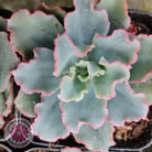 Echeveria 'Aquarius'