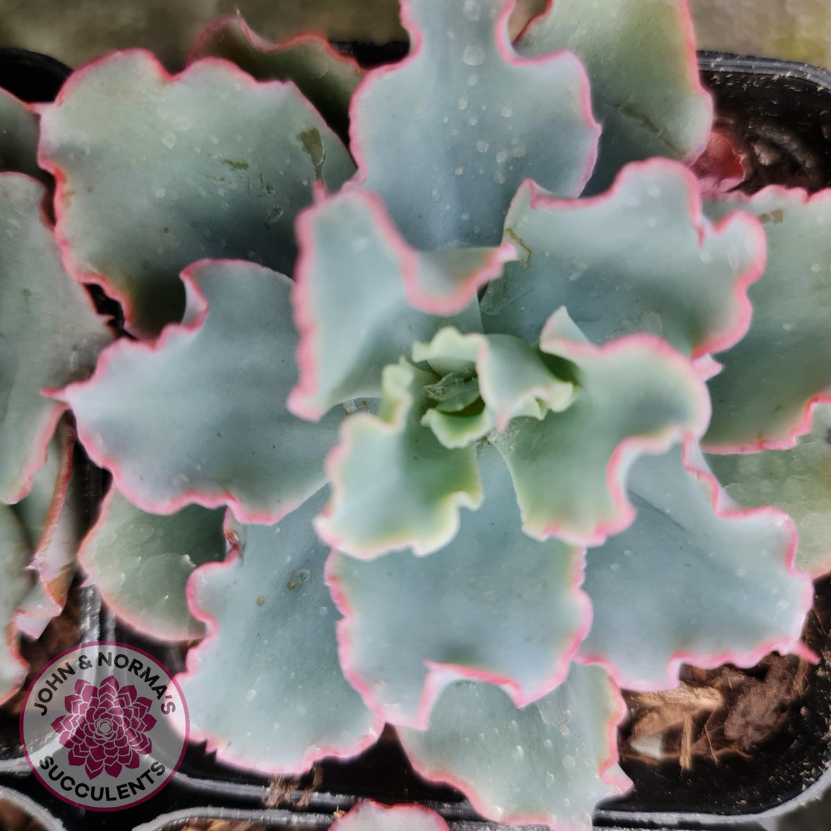 Echeveria 'Aquarius'