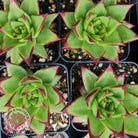 Echeveria Agavoides Lipstick
