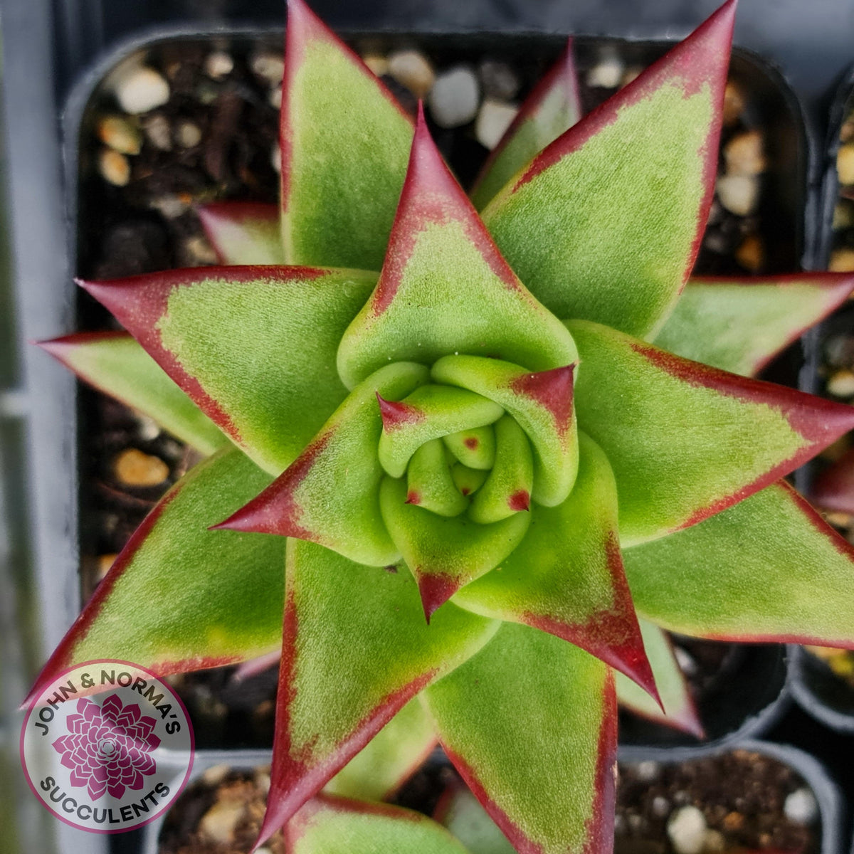 Echeveria Agavoides Lipstick