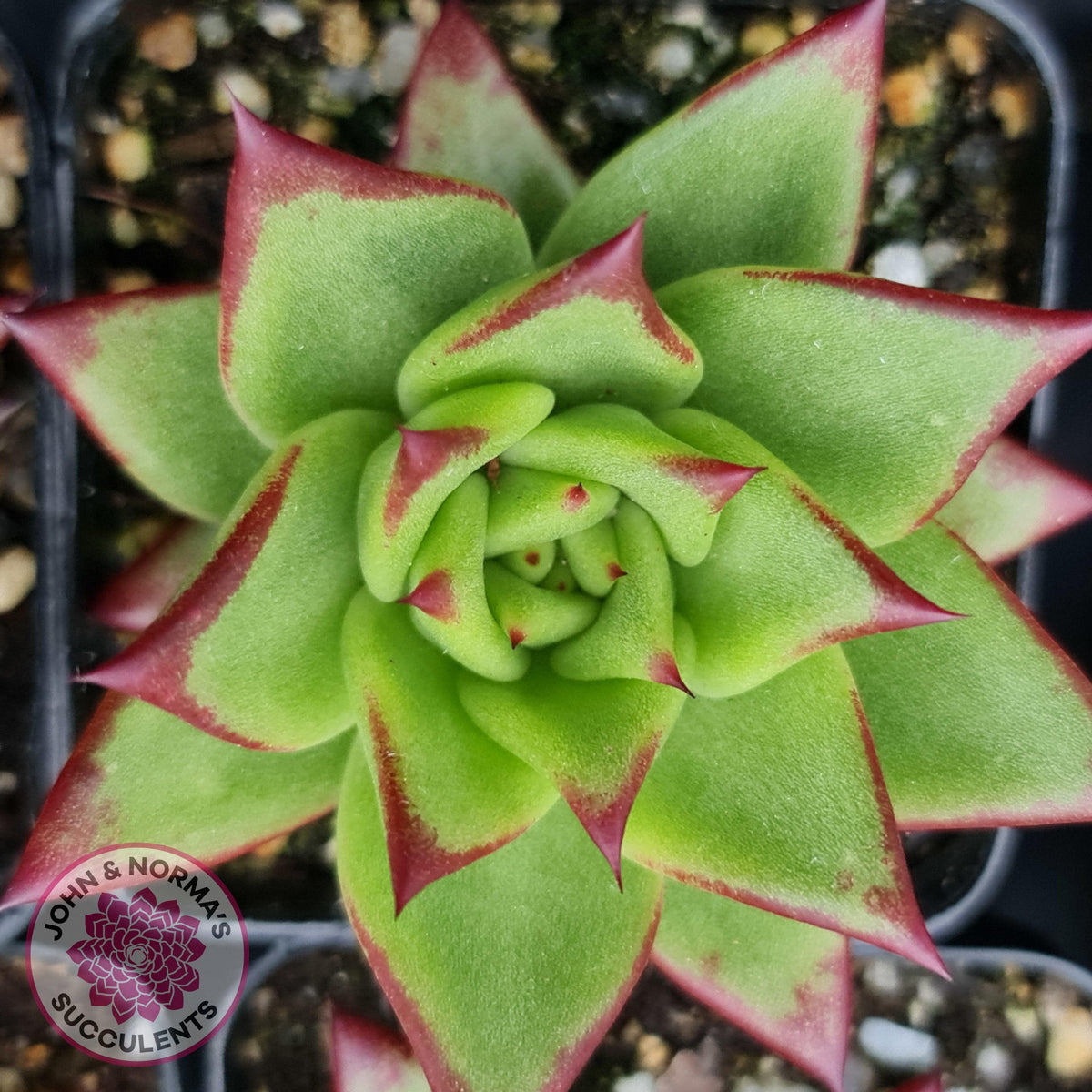 Echeveria Agavoides Lipstick