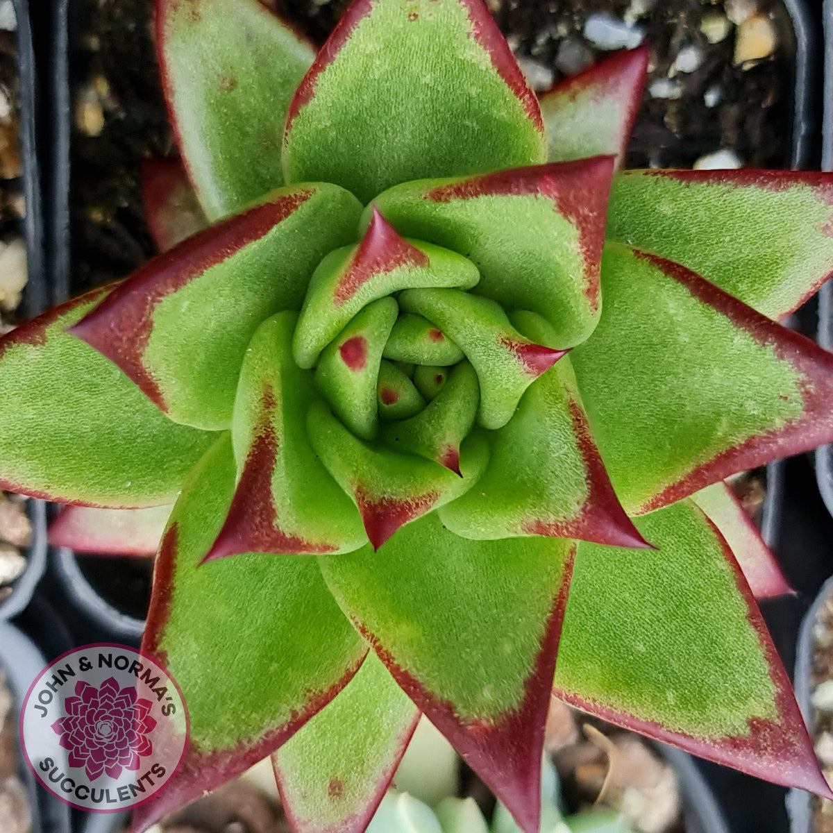 Echeveria Agavoides Lipstick