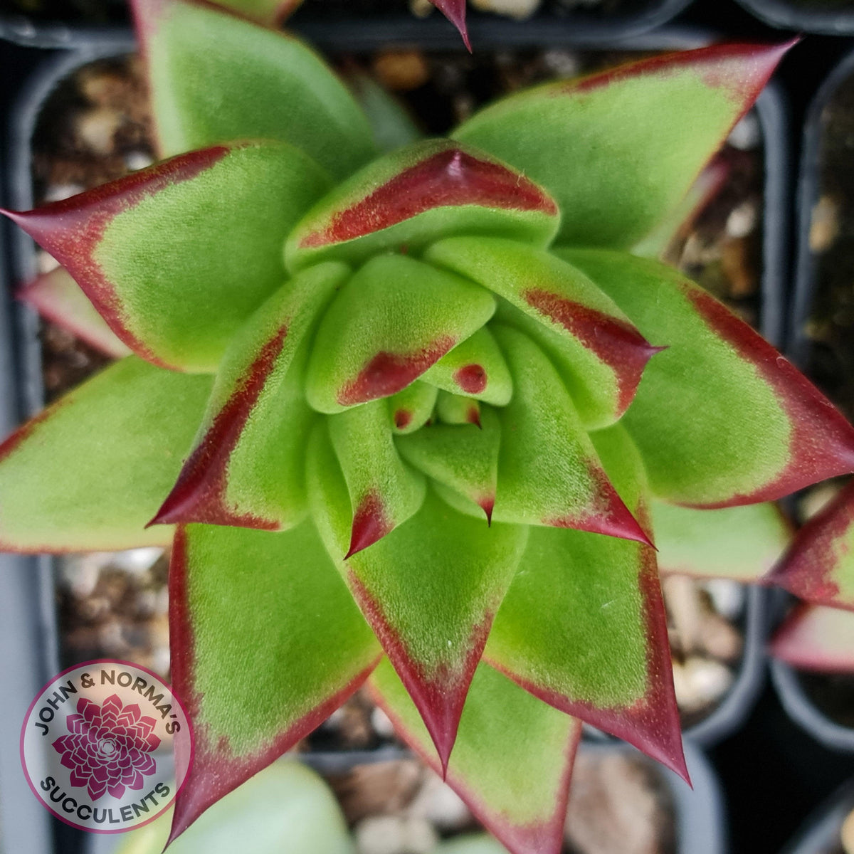 Echeveria Agavoides Lipstick