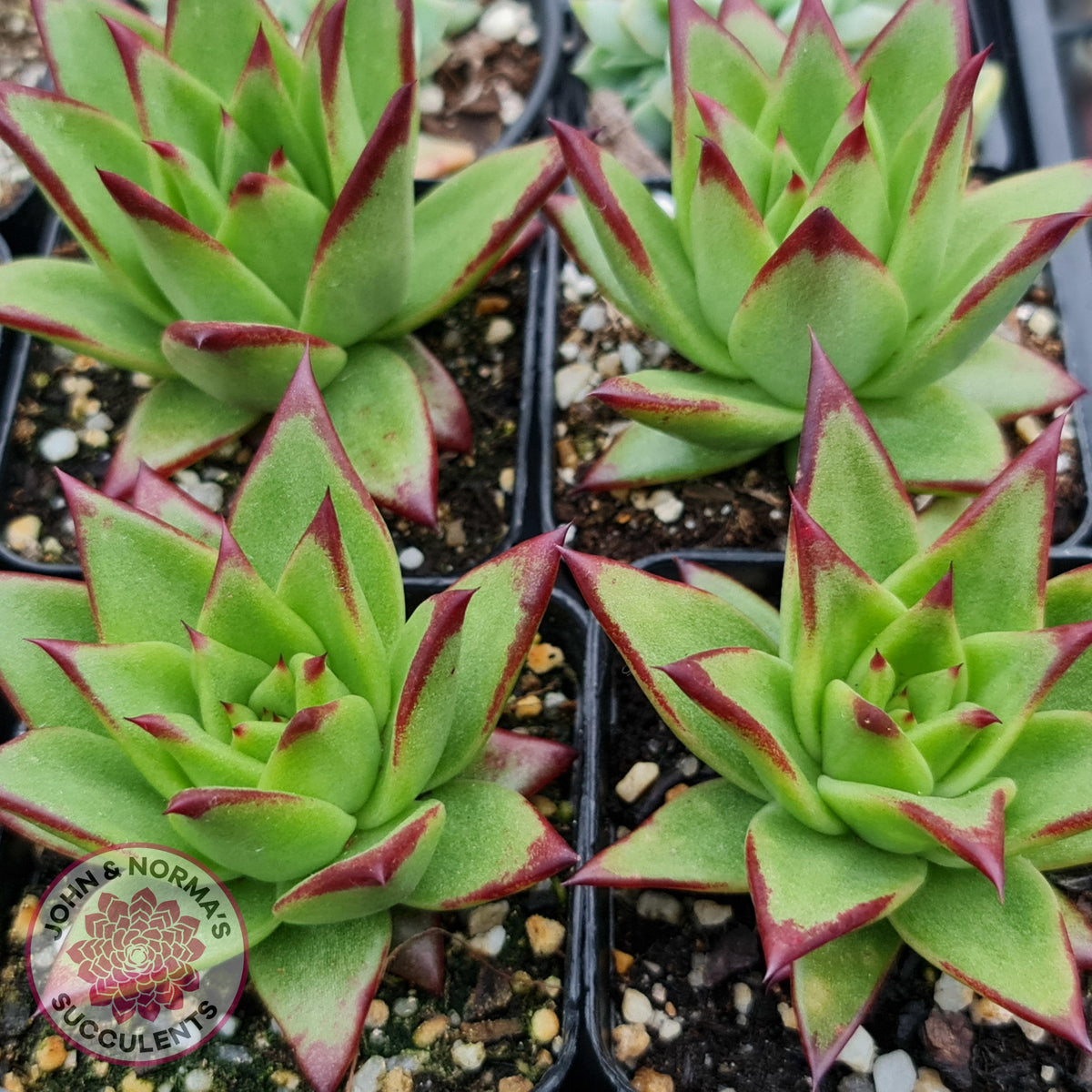 Echeveria Agavoides Lipstick