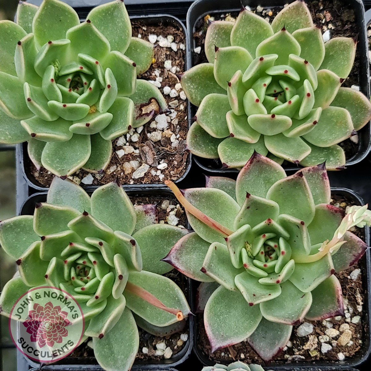 Echeveria 'Dark Night'