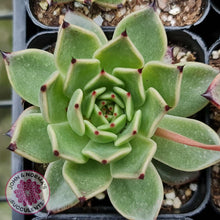 Load image into Gallery viewer, Echeveria Dark Night - New Korean Import - John &amp; Norma&#39;s Succulents
