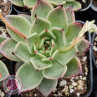 Echeveria 'Dark Night'
