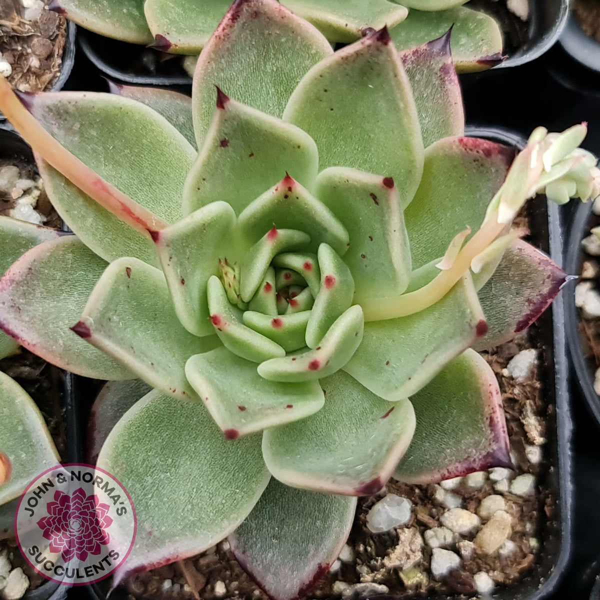 Echeveria 'Dark Night'