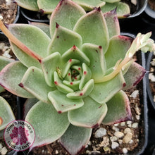 Load image into Gallery viewer, Echeveria Dark Night - New Korean Import - John &amp; Norma&#39;s Succulents
