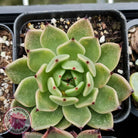 Echeveria 'Dark Night'