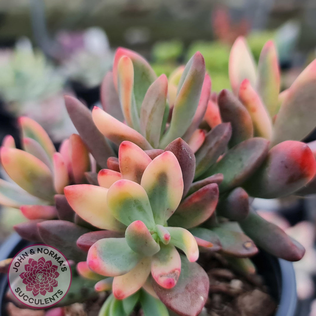 Echeveria manaudes variegated - John & Norma's Succulents