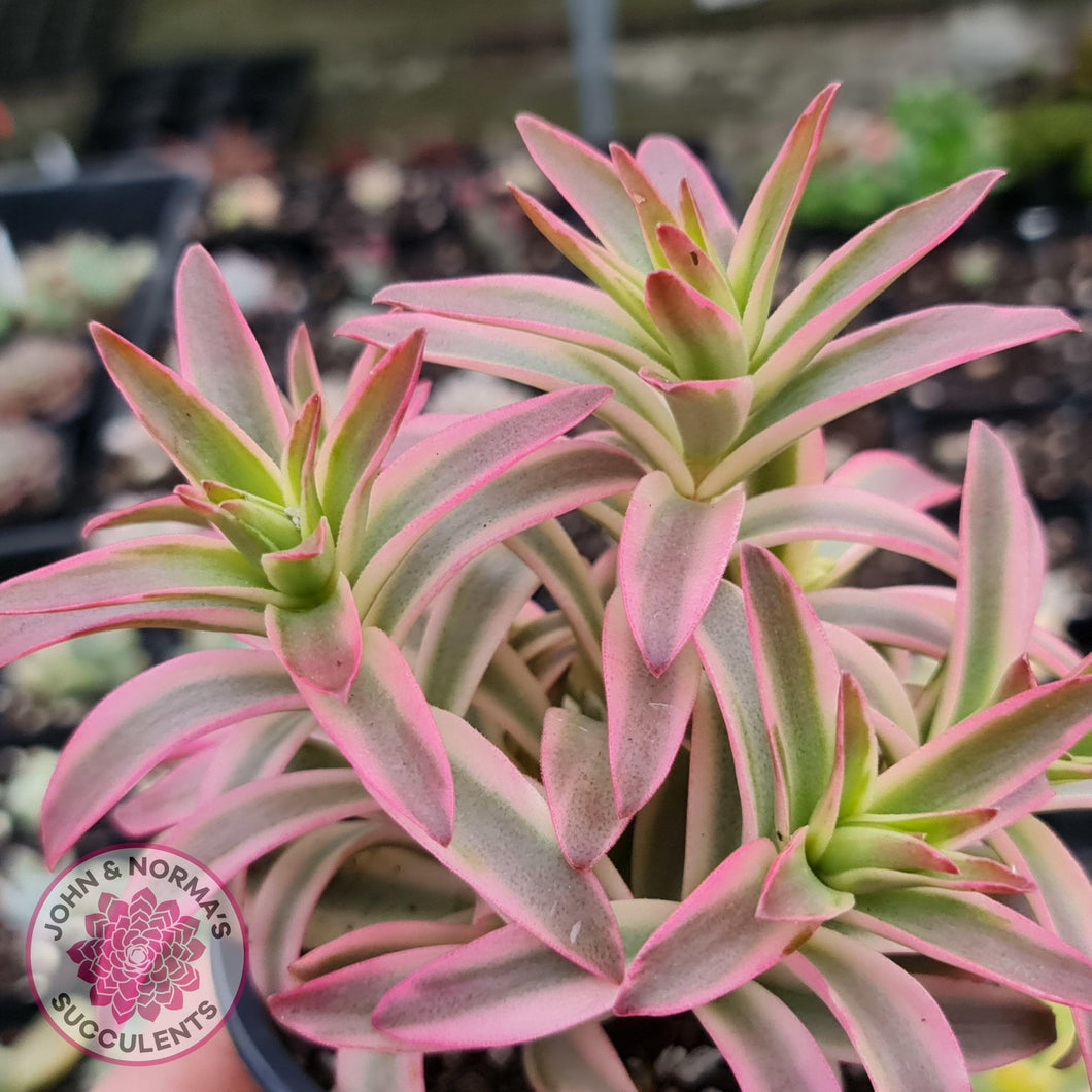 Crassula Capitella Campfire Variegata - John & Norma's Succulents