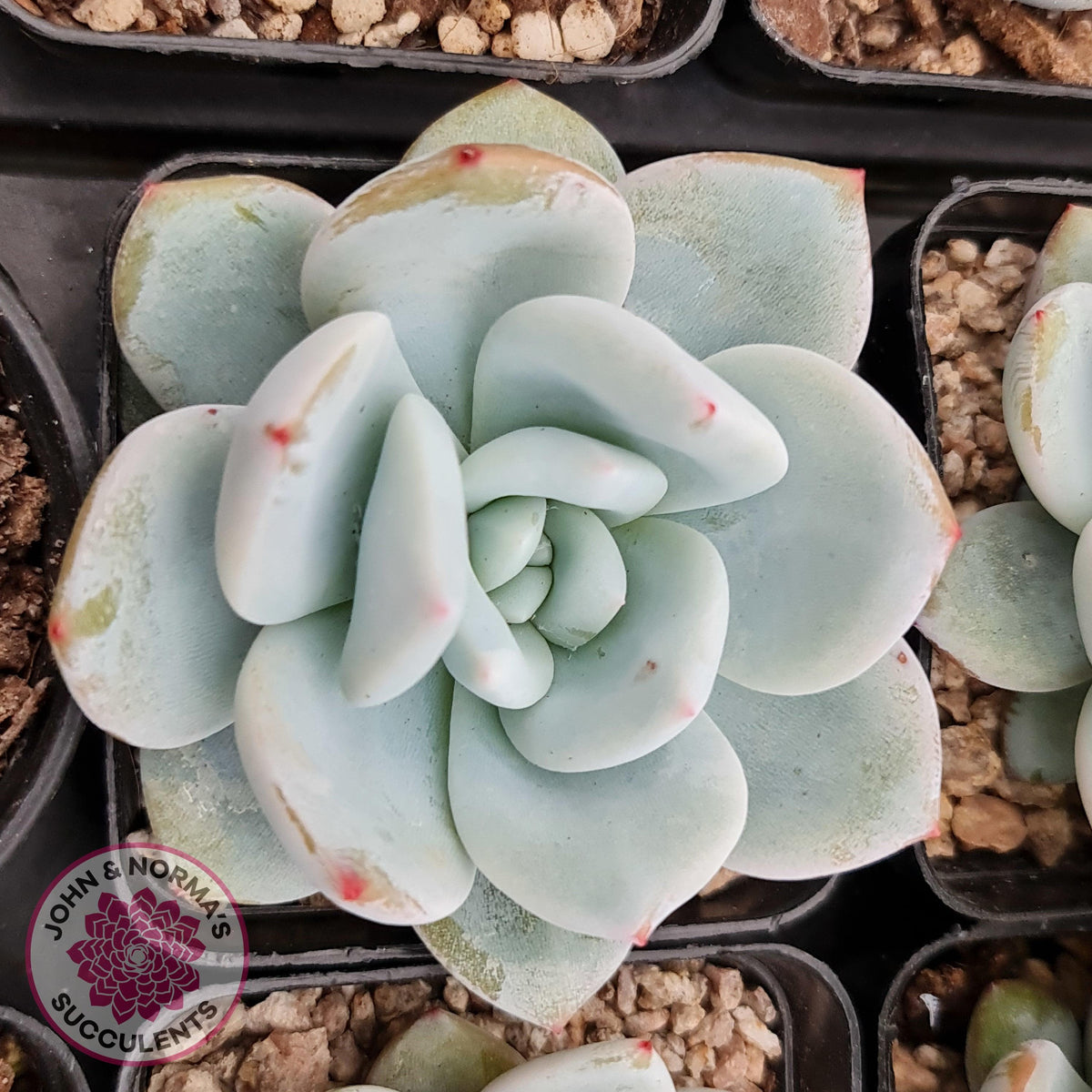 Echeveria 'Candy Heart'