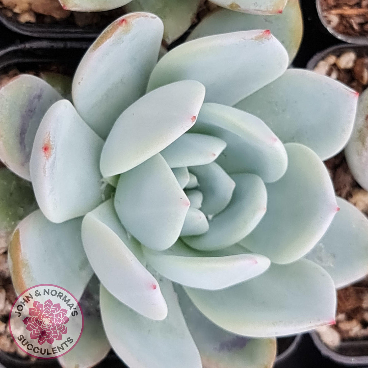 Echeveria 'Candy Heart'