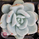 Echeveria 'Candy Heart'