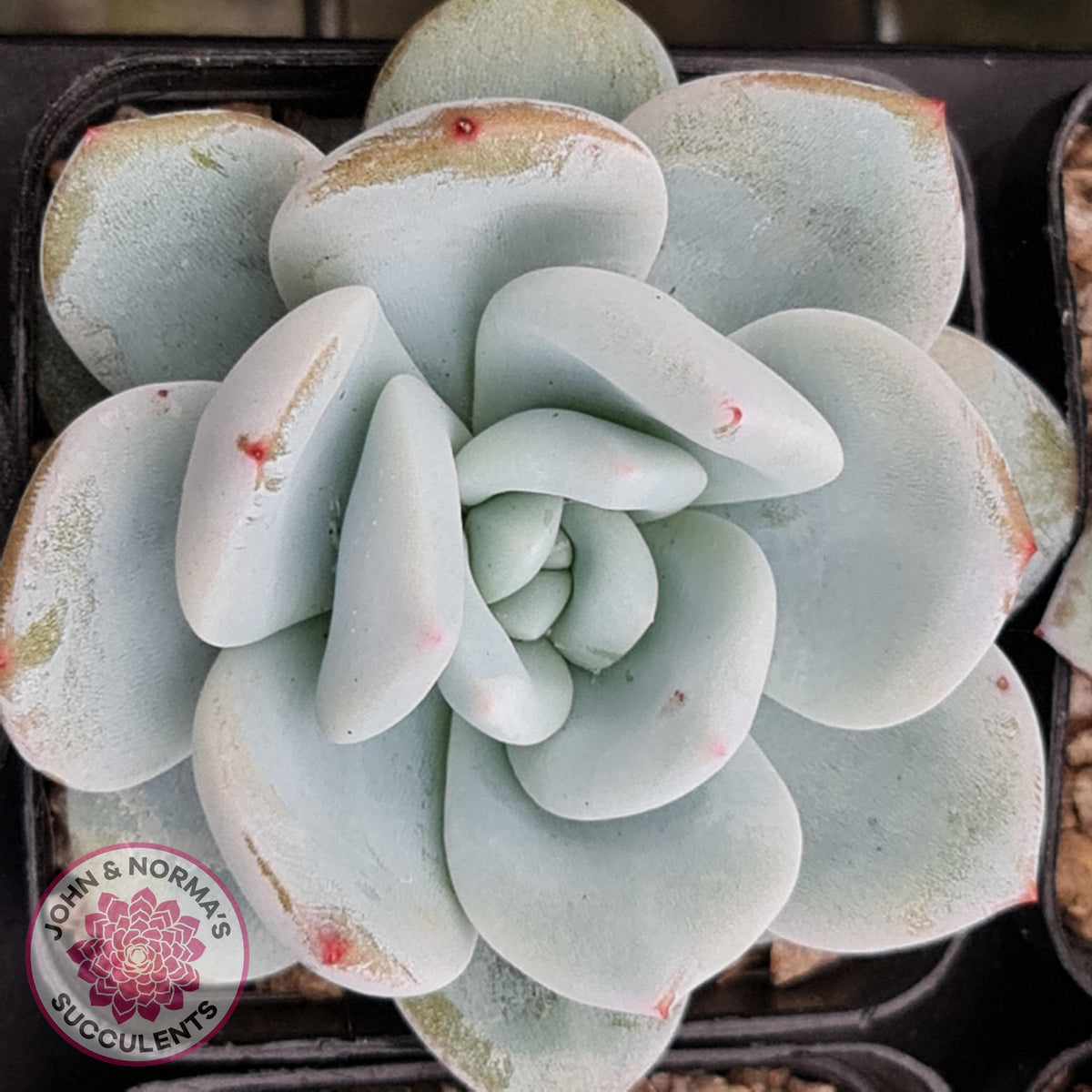 Echeveria 'Candy Heart'