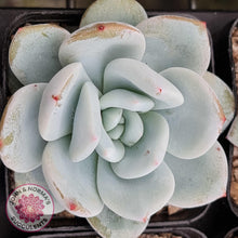 Load image into Gallery viewer, Echeveria Candy Heart - John &amp; Norma&#39;s Succulents
