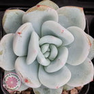 Echeveria 'Candy Heart'