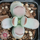 Cotyledon Oophylla - Asian Round Form
