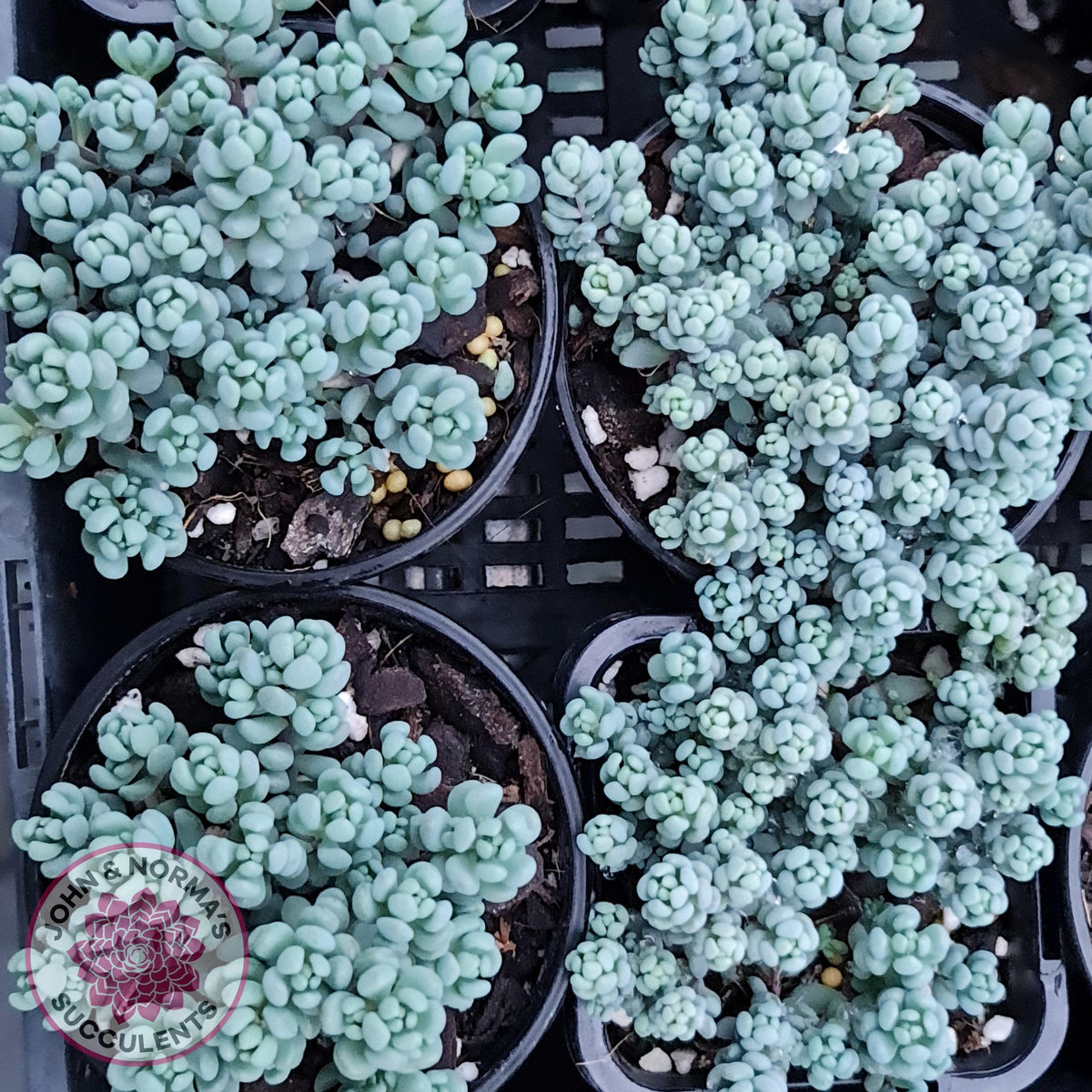 Sedum dasyphyllum 'Lilac Mound'