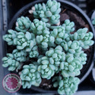 Sedum dasyphyllum 'Lilac Mound'
