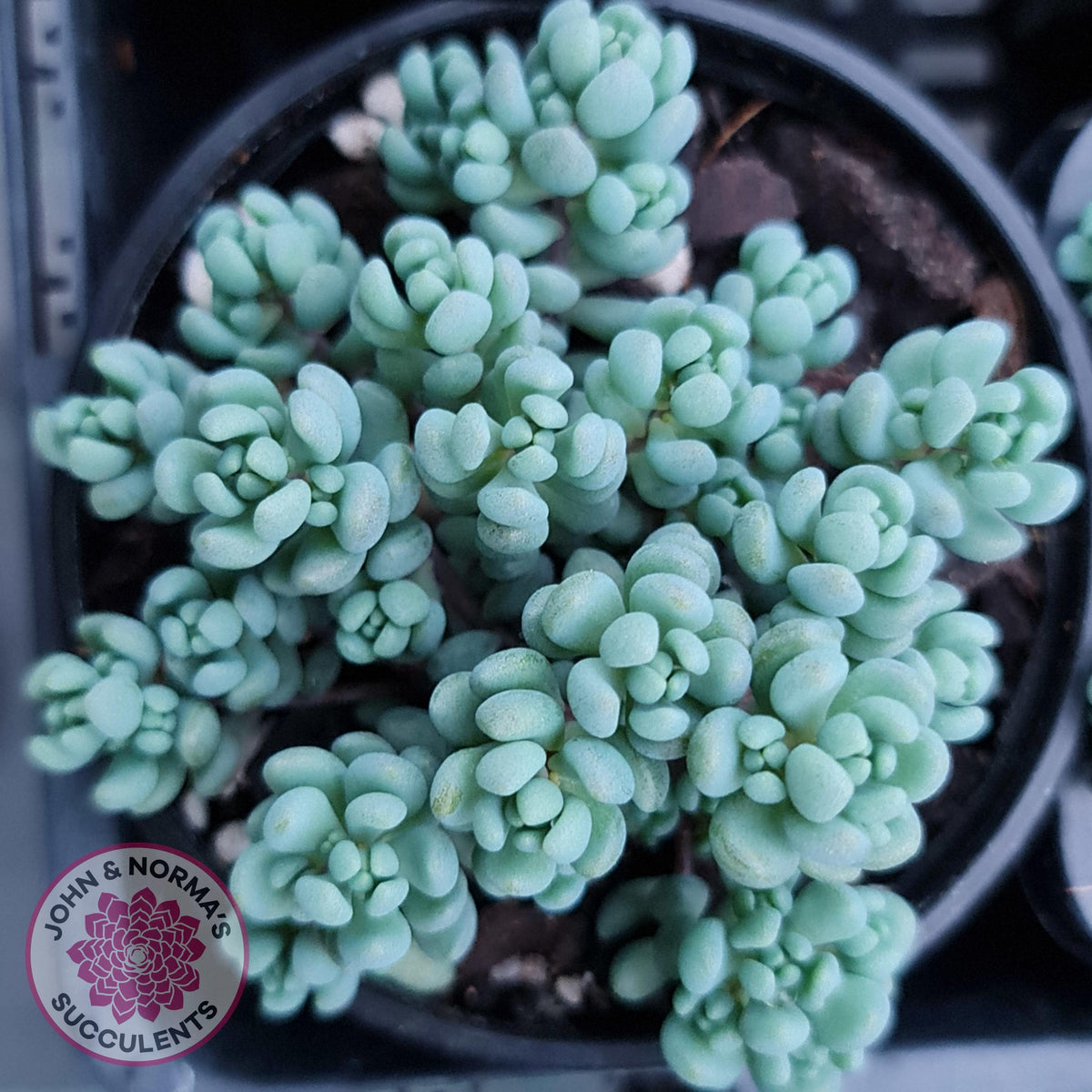 Sedum dasyphyllum 'Lilac Mound'