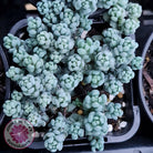 Sedum dasyphyllum 'Lilac Mound'