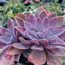 Load image into Gallery viewer, Graptoveria Fred Ives Crest - 100mm Large - John &amp; Norma&#39;s Succulents
