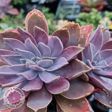 Load image into Gallery viewer, Graptoveria Fred Ives Crest - 100mm Large - John &amp; Norma&#39;s Succulents
