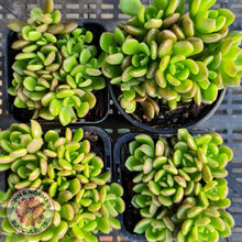 Load image into Gallery viewer, Sinocrassula densirosulata - Multi heads - John &amp; Norma&#39;s Succulents
