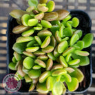 Sinocrassula densirosulata