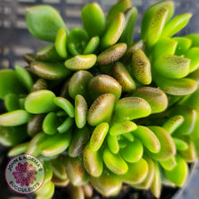 Load image into Gallery viewer, Sinocrassula densirosulata - Multi heads - John &amp; Norma&#39;s Succulents
