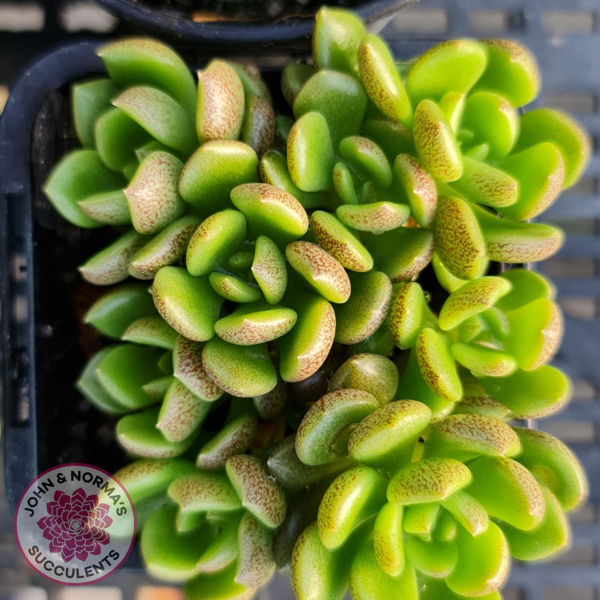 Sinocrassula densirosulata
