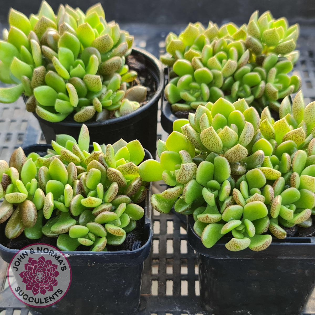 Sinocrassula densirosulata
