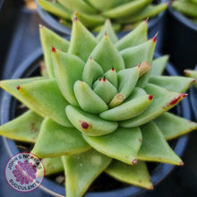 Load image into Gallery viewer, Echeveria Agavoides Corderoyi -100mm large - John &amp; Norma&#39;s Succulents
