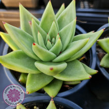 Load image into Gallery viewer, Echeveria Agavoides Corderoyi -100mm large - John &amp; Norma&#39;s Succulents
