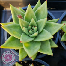 Load image into Gallery viewer, Echeveria Agavoides Corderoyi -100mm large - John &amp; Norma&#39;s Succulents
