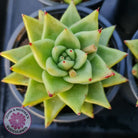 Echeveria Agavoides Corderoyi -100mm large